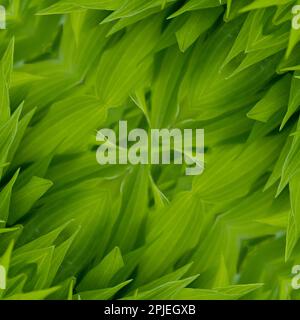 Seamless texture or wallpaper, Young hosta leaves in spring. Natural background with hosta leaves. High resolution. Full depth of field. Stock Photo