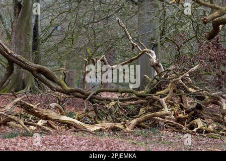 Fallen dead decaying trees form artistic shapes on the forest floor in winter. Stock Photo