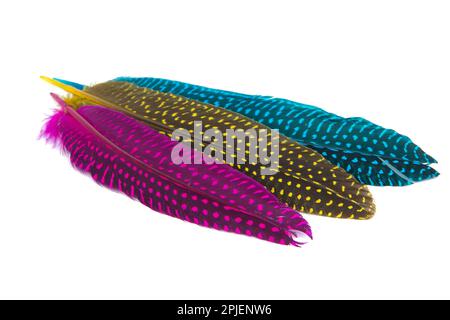 Colorful collection feathers isolated on white background Stock Photo