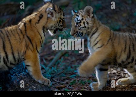 An adorable shot of two baby tigers frolicking in a lush forest Stock Photo