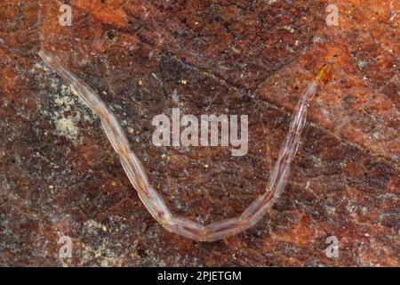 Biting midge larva (Ceratopogonidae Stock Photo - Alamy