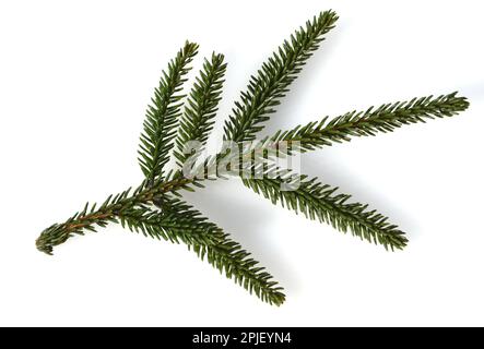 Kaukasus-Fichte, auch Orient-Fichte, Morgenlaendische Fichte und Sapindus-Fichte genannt, ist eine Pflanzenart aus der Gattung Fichten. Caucasus spruc Stock Photo