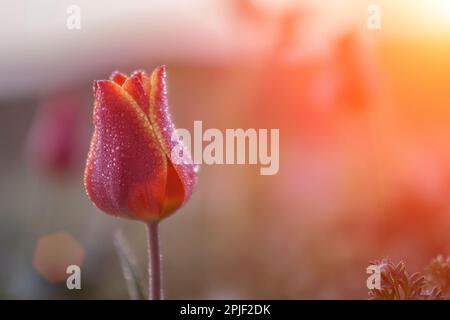 Wild tulip shrering at dawn in a field, bud covered with droplets of dew, close up. Space for text. Stock Photo
