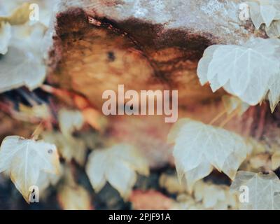 Ivey Growing on Ruined Wall, Ancient Roman City, Silchester, Reading, Berkshire, England, UK, GB. Stock Photo