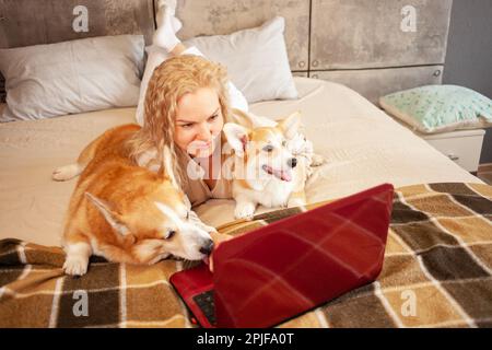 woman uses red laptop, works from home, freelances, watches movie with corgi dogs. Online shopping, communication, commerce. lie on bed Stock Photo