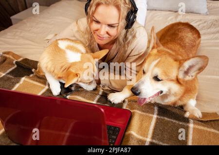 woman uses red laptop, works from home, freelances, watches movie with corgi dogs. Online shopping, communication, commerce. headphone Stock Photo
