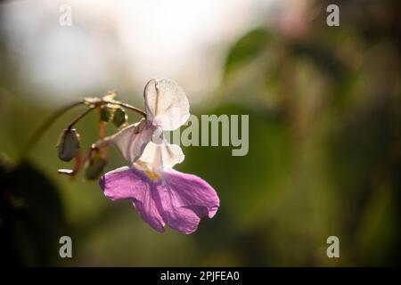 A purple flower Impatiens balfourii with white petals and a purple center. Stock Photo