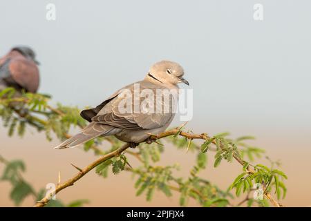 Eurasian collared dove (Streptopelia decaocto) observed near Nalsarovar in Gujarat, India Stock Photo