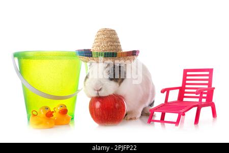rex rabbit in front of white background Stock Photo