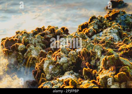 Wild creuse oysters shellfish growing on stones in salted water of Oesterschelde national park during low tide, Zeeland, Netherlands Stock Photo