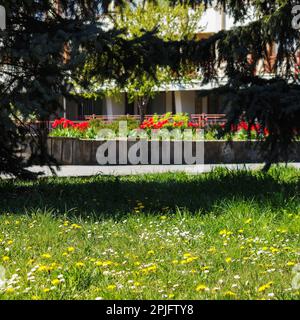 weeds among the grass in the garden. lawn care concept Stock Photo