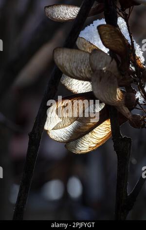 Maple seeds on a tree on a sunny winter day. Maple tree leaves with sunlight coming upside down. Ash maple helicopter seeds in early springtime agains Stock Photo