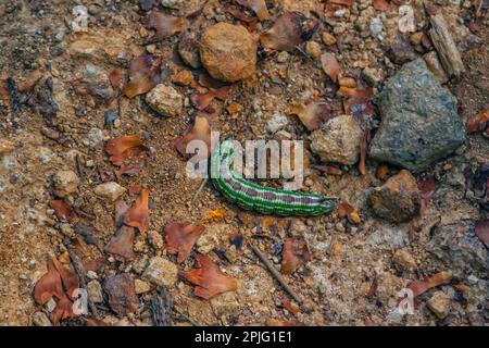 Green color larvae of Sphinx pinastri, the pine hawk-moth on the ground Stock Photo