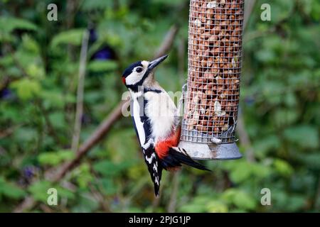Male Greater Spotted Woodpecker Dendrocopos at feeder Stock Photo