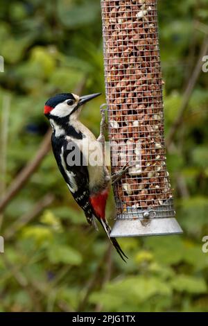 Male Greater Spotted Woodpecker Dendrocopos at feeder Stock Photo