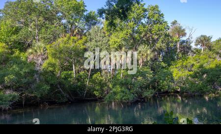 Ellie Schiller Homosassa Springs Wildlife State Park, Florida Stock Photo