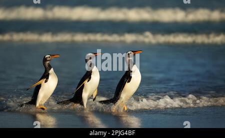 Close up of a Gentoo penguins emerging from water in the Falkland Islands. Stock Photo