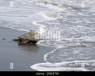 Olive Ridley sea turtle (Lepidochelys olivacea) entering the Pacific Ocean after laying eggs at Playa Ostional, Costa Rica. Stock Photo