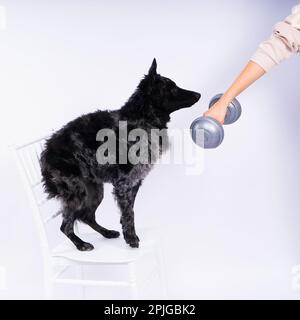 Mudi black dog in a white studio with dumbbell, active animal Stock Photo