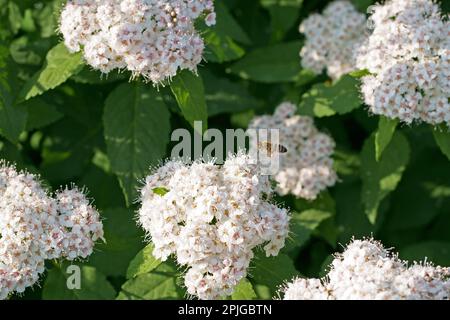Spiraea cantoniensis, masses of white flowers in inflorescence, close up. Bridalwreath spirea or Cape may is hedging shrub and flowering plant, with p Stock Photo