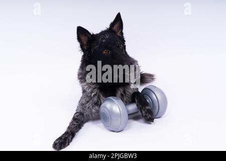 Mudi black dog in a white studio with dumbbell, active animal Stock Photo