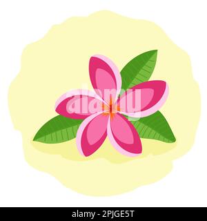 Pink frangipani or plumeria. Beautiful tropical flower, vector illustration. Stock Vector