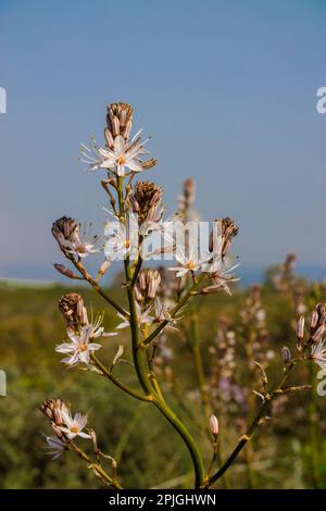 Asphodelus ramosus, also known as branched asphodel Stock Photo