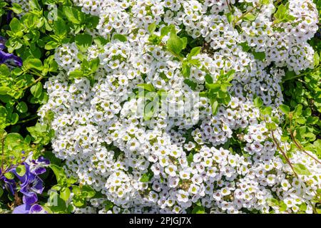 Many white and purple garden flowers close up as a beautiful natural background, selective focus Stock Photo