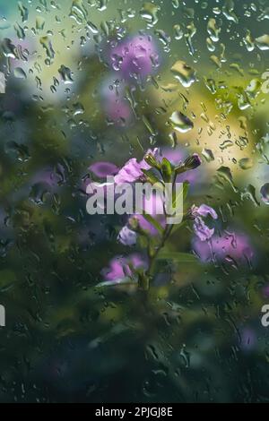 Tiny pink flowers photographed through a window pane on a rainy summer day Stock Photo