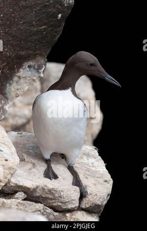 The common murre or common guillemot (Uria aalge) in Ireland. Stock Photo