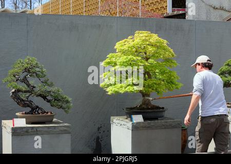 A worker waters a dwarf Japanese maple bonsai (Acer palmatum) at the National Bonsai and Penjing Museum at the US National Arboretum, Washington DC. Stock Photo