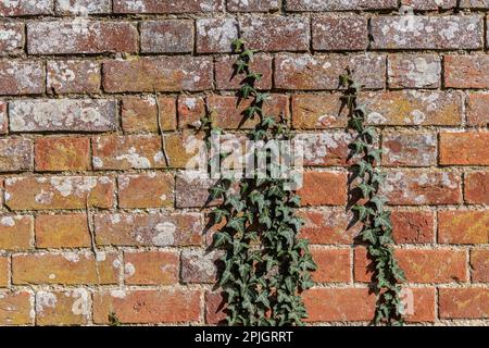 Ivy crawling up a wall Stock Photo
