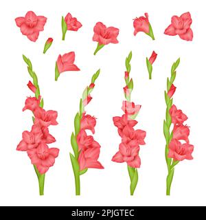 Realistic gladiolus. Colourful buds of beautiful flowers decent vector pictures set isolated Stock Vector