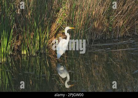White heron searching for food in Hwetlands & wildlife sanctuary. Single bird in cool waters with its reflection. Stock Photo