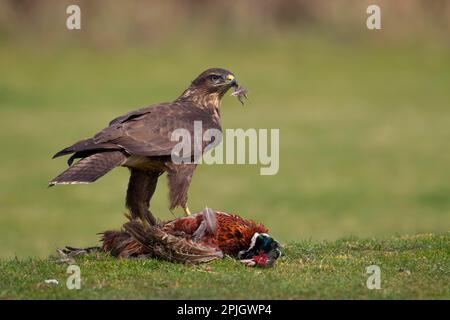 Common buzzard (Buteo buteo) adult bird feeding on a dead male Pheasant, England, United Kingdom Stock Photo