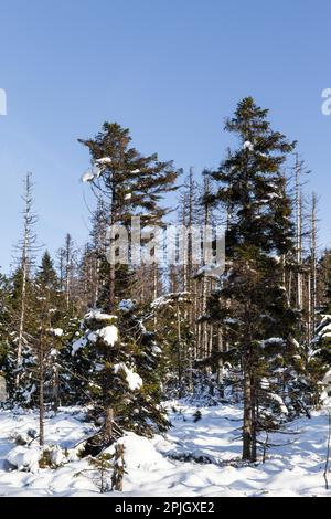 Snow-covered primeval forest Harz National Park Stock Photo