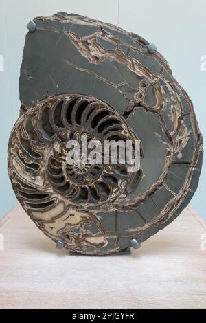 Ammonite (Asteroceras stellare) Early Jurassic period c. 3047 Stock Photo