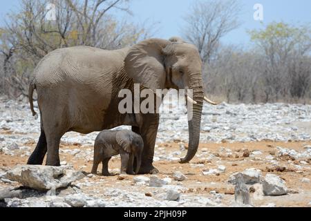 African elephant (Loxodonta africana) female staying next to her very young calf Etosha National Park, Namibia, Africa Stock Photo
