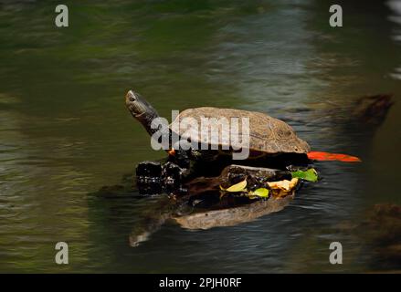 Chinese stripe-necked turtle (Ocadia sinensis), Chinese Stripe-necked Turtles, Other animals, Reptiles, Turtles, Animals, Water Turtles, Chinese Stock Photo