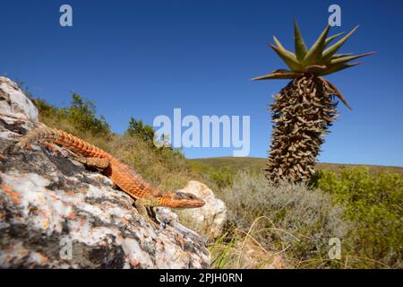 Cape Girdled Lizard (Cordylus cordylus) adult, resting on rock in habitat, Western Cape, South Africa Stock Photo