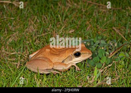 Common Indian tree frog (Polypedates maculatus) adult, on grass, India Stock Photo