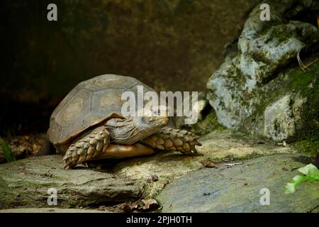 Brown Tortoise, asian forest tortoises (Manouria emys), Other animals, Reptiles, Turtles, Animals, Tortoises, Asian Forest Tortoise adult, Singapore Stock Photo