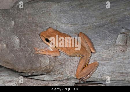 Common Indian tree frog (Polypedates maculatus) adult, on tree, India Stock Photo