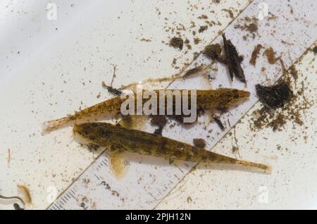 Spiny stone loach (Noemacheilus spined loach (Cobitis taenia) and, adult, on ruler in tray during Environment Agency river survey, River Fleet Stock Photo