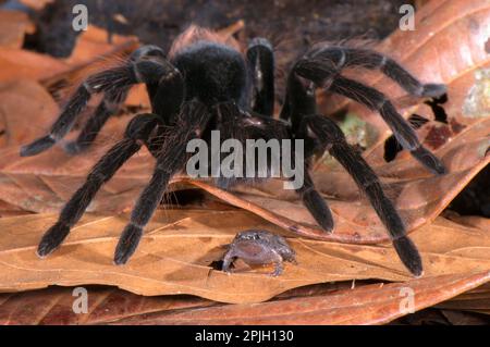 Adult Peruvian tarantula (Pamphobeteus spec.) walking over the dotted humming frog (Chiasmocleis ventrimaculata) without preying on it, interspecific Stock Photo