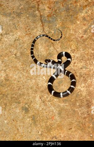Adult Malayan banded wolf snake (Lycodon subcinctus), resting on rocks, Bali, Lesser Sunda Islands, Indonesia Stock Photo