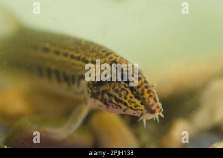 Spined loach (Cobitis taenia), Spined goby, spined loach, Animals, Other animals, Fish, Carp-like, Spined loach adult, swimming over gravel, River Stock Photo