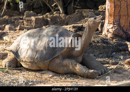 Abingdonii, Geochelone elephantopus abingdoni, Testudo elephantopus ...