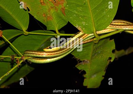 Painted bronzeback, Painted bronzeback snake (Dendrelaphis pictus), Snake, Other animals, Reptiles, Snakes, Animals, Painted bronzeback adult Stock Photo