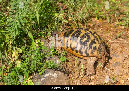 Greek tortoise, Greek tortoises, Other animals, Reptiles, Tortoises, Animals, Tortoises, Eastern Hermann's tortoise, Bulgaria Stock Photo